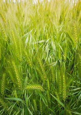 Blooming wild foxtail