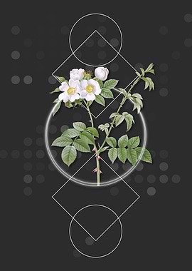 White Flowered Roses