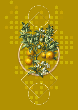 Geometric Bitter Orange