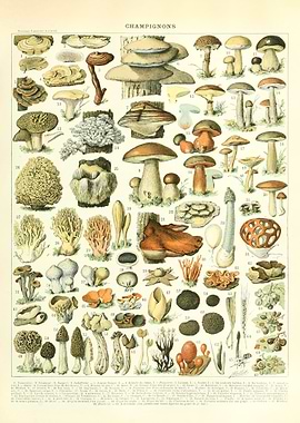 Adolphe Millot Mushrooms 1