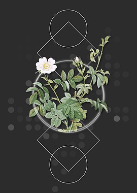 Vintage White Downy Rose