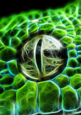 Fractal Snake Eye