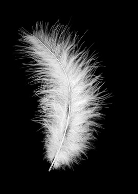 White feather