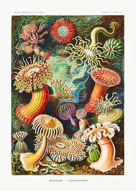 Ernst Haeckel Biology