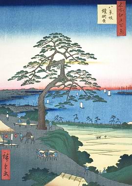 Pine Tree At Hakkeizaka