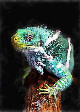Colorful chameleon