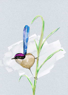 Purplecrowned fairy wren