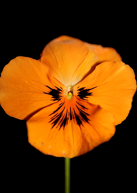 Viola flower blossom macro