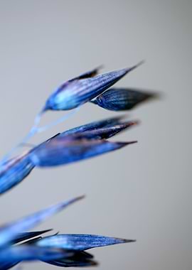 Decoration dry wheat macro