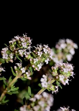 Thymus vulgaris flowering