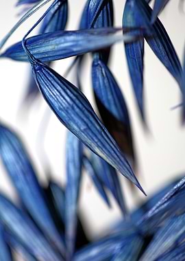 Triticum aestivum blossom