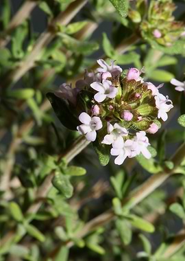 Thymus flower background