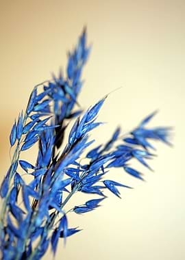 Triticum aestivum close up