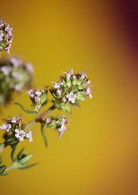Thymus flowering close up