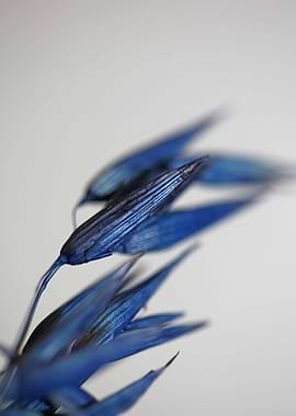 Decoration dry wheat macro