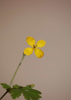 Chelidonium flower blossom