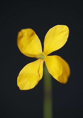 Chelidonium majus close up
