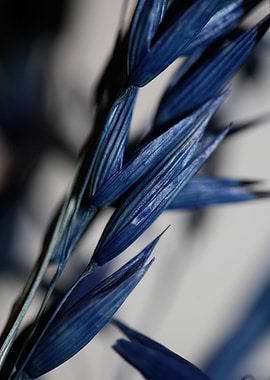 Dry blue wheat close up