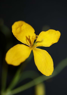 Chelidonium majus close up