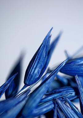 Triticum aestivum blossom