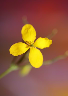 Chelidonium flower blossom