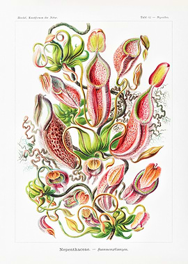 Ernst Haeckel Flower