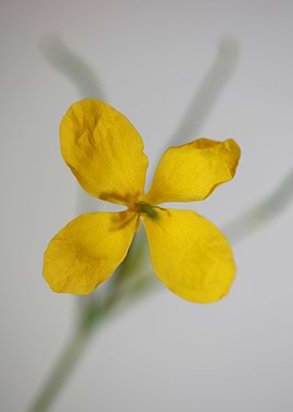 Chelidonium flower blossom
