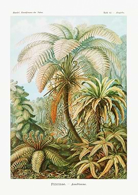 Ernst Haeckel Flower