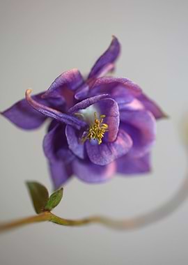 Aquilegia flowering macro