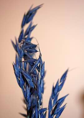 Decoration dry wheat macro