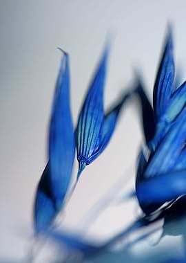 Blue triticum aestivum