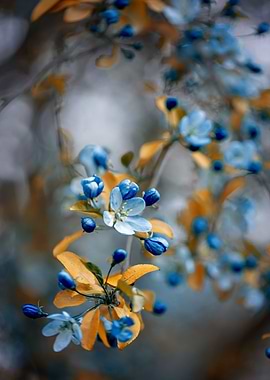 Blue cherry blossom flower