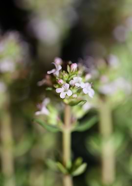 Thymus flowering close up