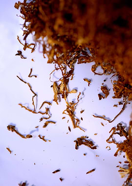 Tobacco rolling leaves