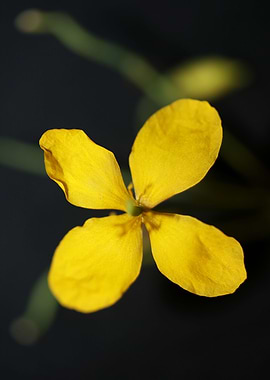 Chelidonium flower blossom