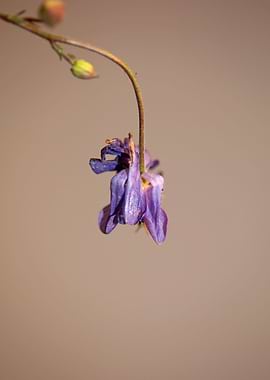 Aquilegia flower close up