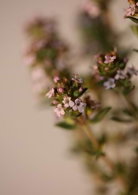 Thymus flower blossoming
