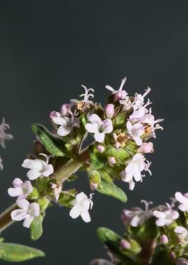Thymus flowering macro