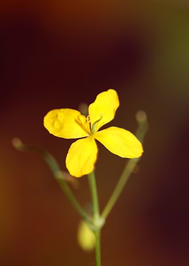 Chelidonium flower macro