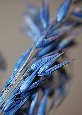 Decoration dry wheat macro