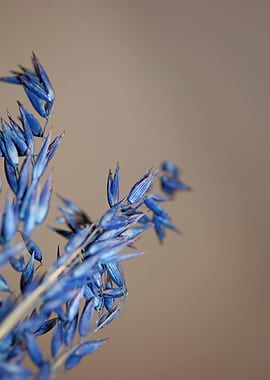 Decoration dry wheat macro