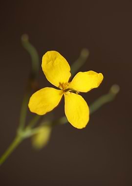 Chelidonium flower blossom
