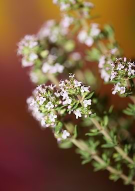 Thymus flower blossoming