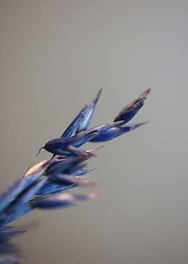 Dry blue wheat close up