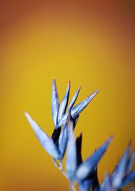 Dry blue wheat close up