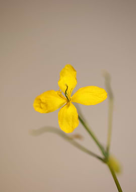 Chelidonium majus close up