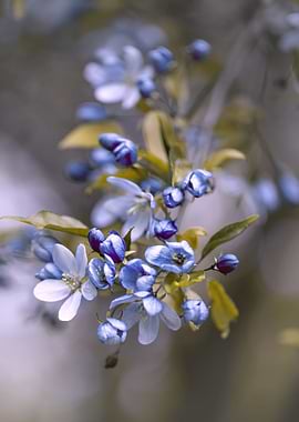 Blue cherry blossom flower