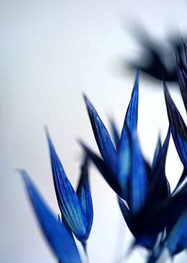 Decoration dry wheat macro