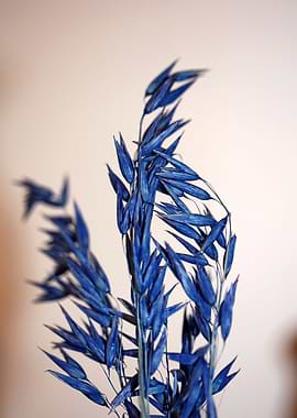 Triticum aestivum close up