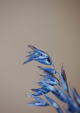 Dry blue wheat close up